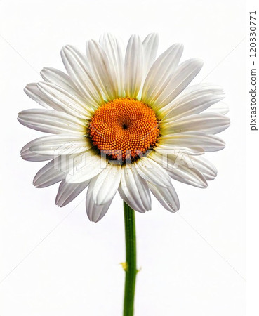 A beautiful daisy flower with white petals and a vibrant yellow center. 120330771