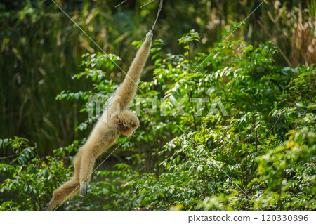 common gibbon or white-handed gibbon on tree common gibbon or white-handed gibbon on tree 120330896