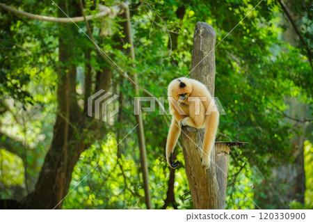 common gibbon or white-handed gibbon on tree common gibbon or white-handed gibbon on tree 120330900