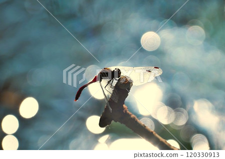 A red dragonfly resting on the water in autumn A red dragonfly resting on the water in autumn 120330913