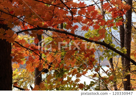 Lake Ryujin seen through the autumn leaves 120330947