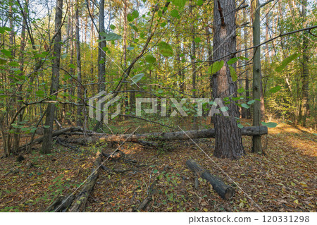 forest in the fall forest in the fall 120331298