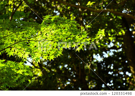 Maple leaves shining in the autumn light 120331498