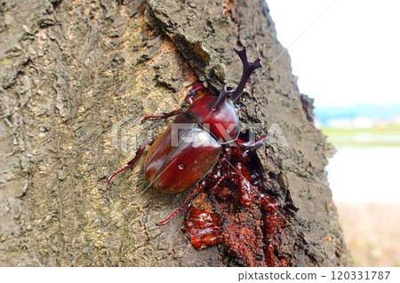 Beetle stag beetle summer vacation child 120331787