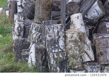 Birch logs stacked on top of each other on the green grass Birch logs stacked on top of each other on the green grass 120331979