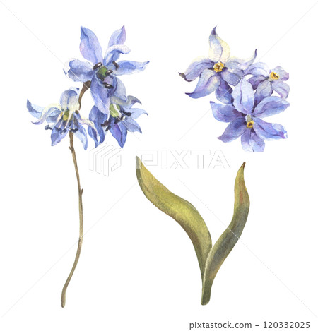 Watercolor Spring blue Scilla flowers isolated on white background. Forest flowers liverwort, scilla, coppice. Illustration of delicate lilac flowers. Watercolor Spring blue Scilla flowers isolated on white background. Forest flowers liverwort, scilla, coppice. Illustration of delicate lilac flowers. 120332025