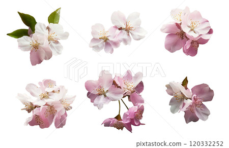 櫻花特寫(各個角度) 櫻花特寫(各個角度) 120332252