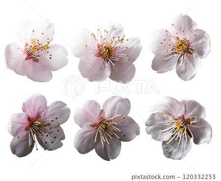 櫻花特寫（各個角度） 120332253