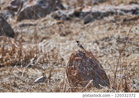 Rufous-backed Redstart in natural habitat, sitting on a stone among dry grass 120332372