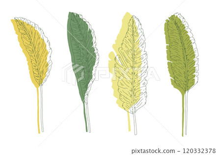 Hand drawn banana leaves with green and yellow shades. Tropical foliage set. Vector hand drawn collection illustration isolated on white background. 120332378