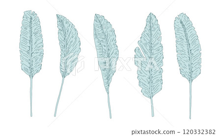 Set of decorative banana leaves. Symbols of purity, abundance and hospitality. Vector hand drawn collection illustration isolated on white background Set of decorative banana leaves. Symbols of purity, abundance and hospitality. Vector hand drawn collection illustration isolated on white background 120332382