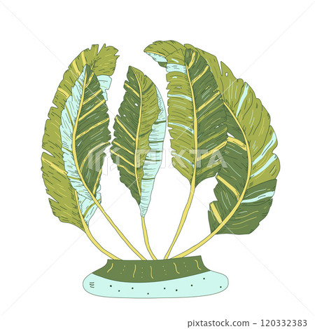 Banana leaves in vase. Vector hand drawn collection illustration isolated on white background. 120332383