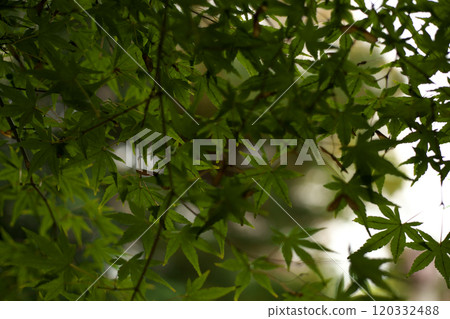 Maple Maple 120332488