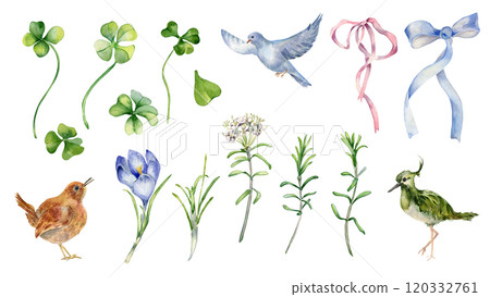 Floral set for St Patrick day isolated. Clover, labrador tea and crocus watercolor illustration hand drawn. Painted birds, ribbon bow and flowers. Spring flora, lucky symbol shamrock for design. Floral set for St Patrick day isolated. Clover, labrador tea and crocus watercolor illustration hand drawn. Painted birds, ribbon bow and flowers. Spring flora, lucky symbol shamrock for design. 120332761