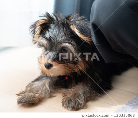 Cute dog Cute dog 120333068