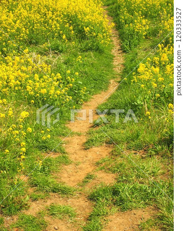 Spring scenery of the Edogawa River bank with a naturally formed narrow path and rape blossoms in bloom Spring scenery of the Edogawa River bank with a naturally formed narrow path and rape blossoms in bloom 120333527