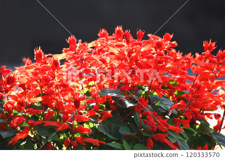 Salvia · Splendence 120333570