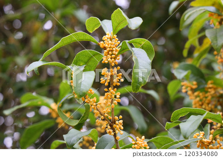 Osmanthus Osmanthus 120334080