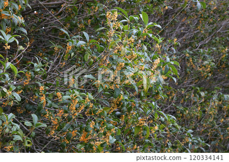 Osmanthus Osmanthus 120334141