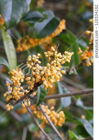 Osmanthus Osmanthus 120334182