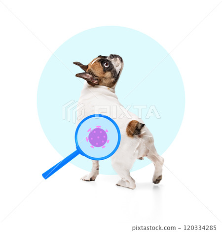 French Bulldog looking backward with magnifying glass showing virus. Contemporary conceptual art. French Bulldog looking backward with magnifying glass showing virus. Contemporary conceptual art. 120334285