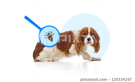 Cavalier King Charles Spaniel dog with magnifying glass showing parasites, Contemporary conceptual art. Cavalier King Charles Spaniel dog with magnifying glass showing parasites, Contemporary conceptual art. 120334297