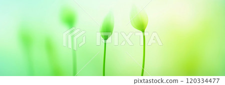 Green blurred natural background. Abstract green nature wallpaper 120334477