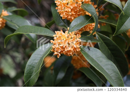 Osmanthus Osmanthus 120334840