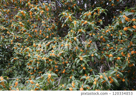 Osmanthus 120334853