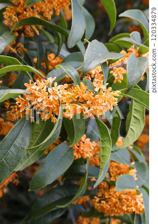 Osmanthus Osmanthus 120334879