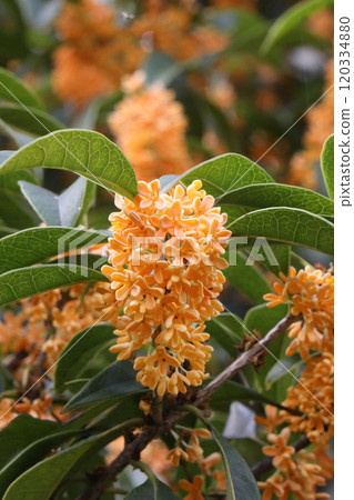 Osmanthus 120334880