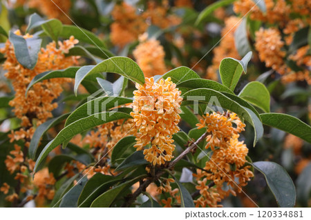 Osmanthus 120334881