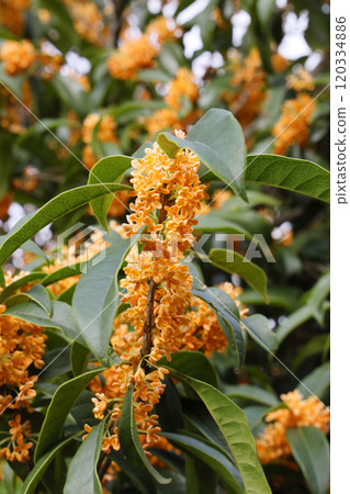 Osmanthus 120334886