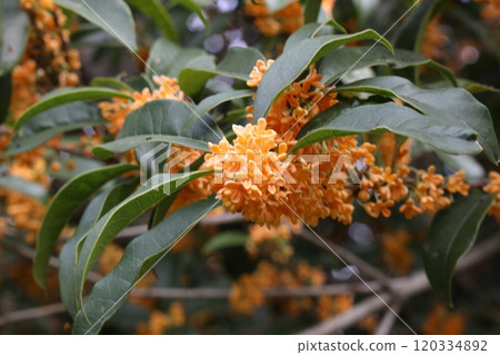 Osmanthus 120334892