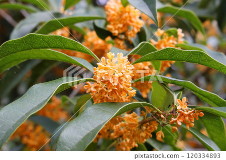 Osmanthus 120334893