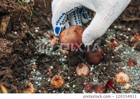 hands holding tulip bulbs before planting them in the ground hands holding tulip bulbs before planting them in the ground 120334911