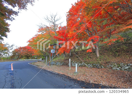 Maple trees at the Omagari Momiji Line in Nasushiobara City, Tochigi Prefecture Maple trees at the Omagari Momiji Line in Nasushiobara City, Tochigi Prefecture 120334965