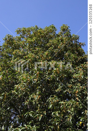 Osmanthus Osmanthus 120335168