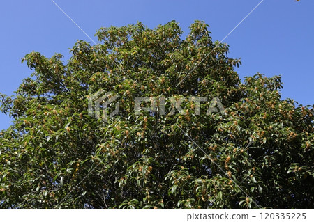 Osmanthus Osmanthus 120335225