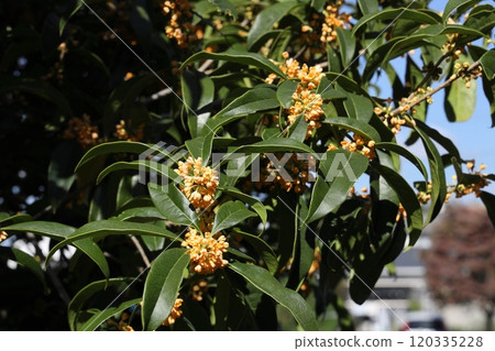 桂花 桂花 120335228