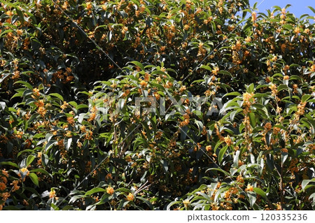 桂花 桂花 120335236