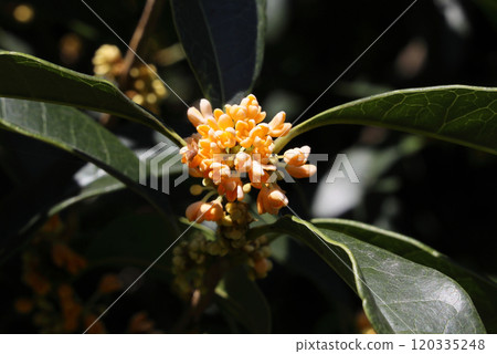 Osmanthus Osmanthus 120335248