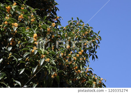 Osmanthus 120335274