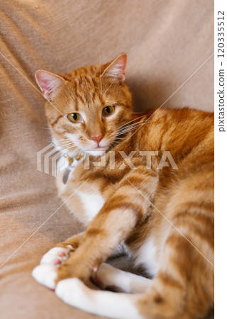 Red cat is laying on beige couch Red cat is laying on beige couch 120335512
