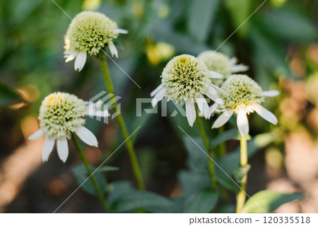 White Flowers terry Echinacea Delicious Nougat in garden White Flowers terry Echinacea Delicious Nougat in garden 120335518