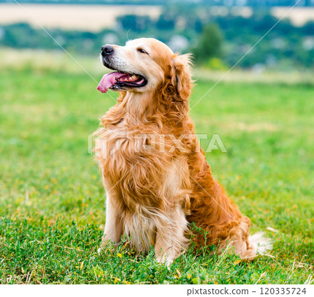 Golden Retriever Golden Retriever 120335724