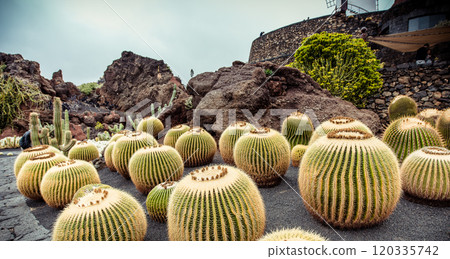 cactus garden 120335742