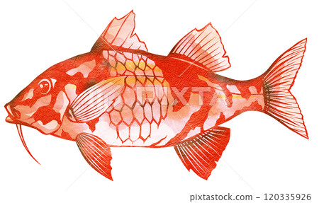 鹹水魚紅魚老人摳圖 120335926