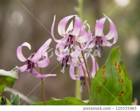 The dogtooth violet flowers are blooming. Flowers (March) Dogtooth violet (katakuri) 84H4.3 120335965