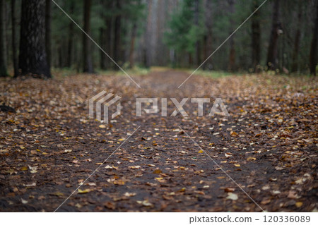 Blurred Forest Pathway. Autumn Leaves and Colors 120336089
